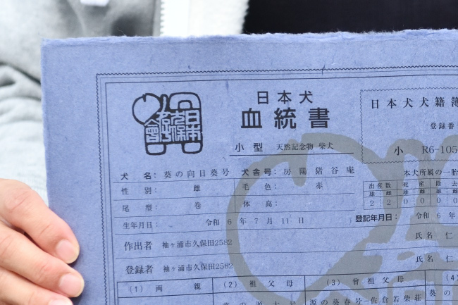柴犬葉菜ちゃんの日本犬保存会血統書
