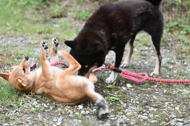 黒柴マリモと葉菜ちゃん