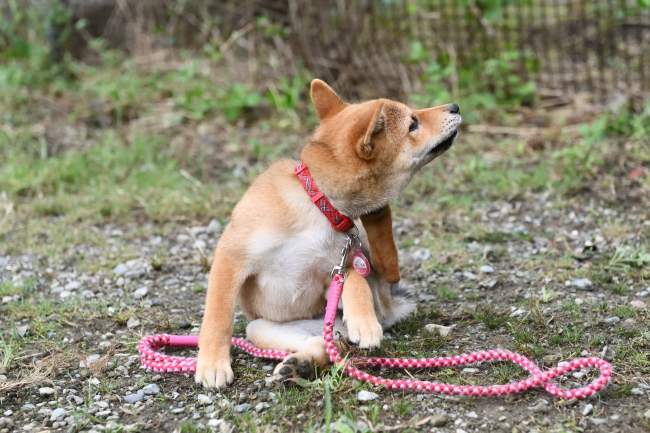 後ろ足で掻く柴犬葉菜ちゃん