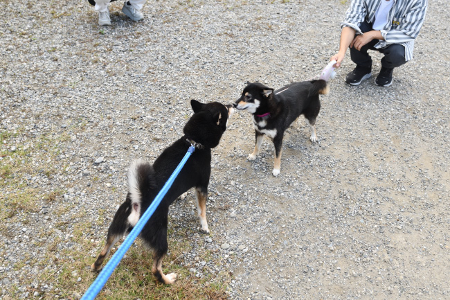 黒柴二郎君とウニちゃんの再会