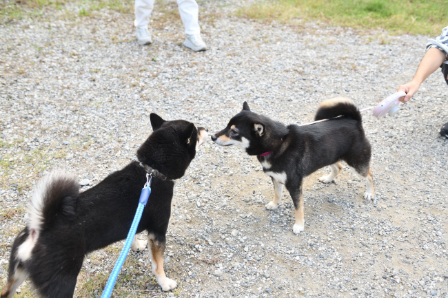 黒柴二郎君とウニちゃんの再会