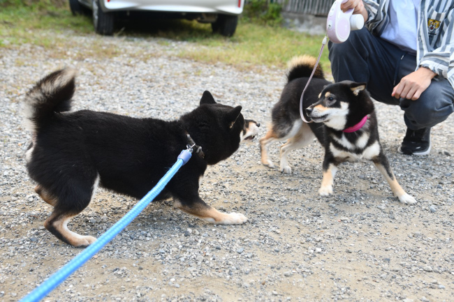黒柴二郎君とウニちゃんの再会