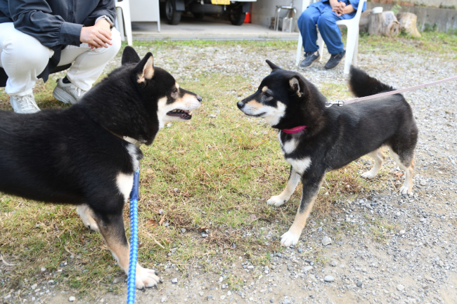 黒柴二郎君とウニちゃんの再会