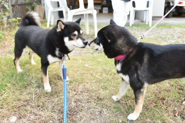 黒柴親子の鼻キッス