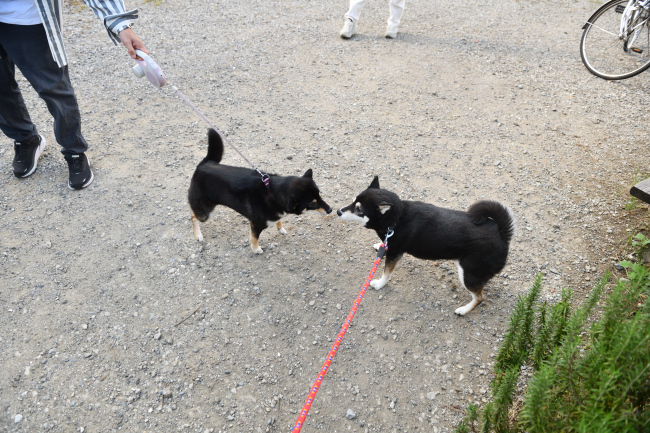 黒柴チコちゃんとウニちゃんの母子の再会