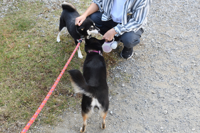 黒柴チコちゃんとウニちゃんの母子の再会