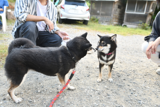 黒柴チコちゃんとウニちゃんの母子の再会