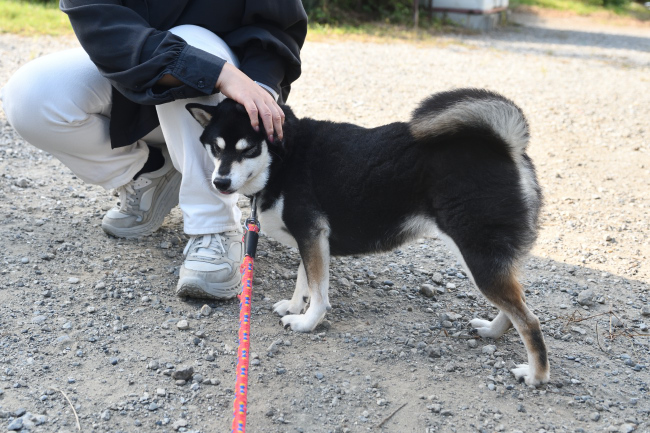 ご満悦の黒柴チコちゃん