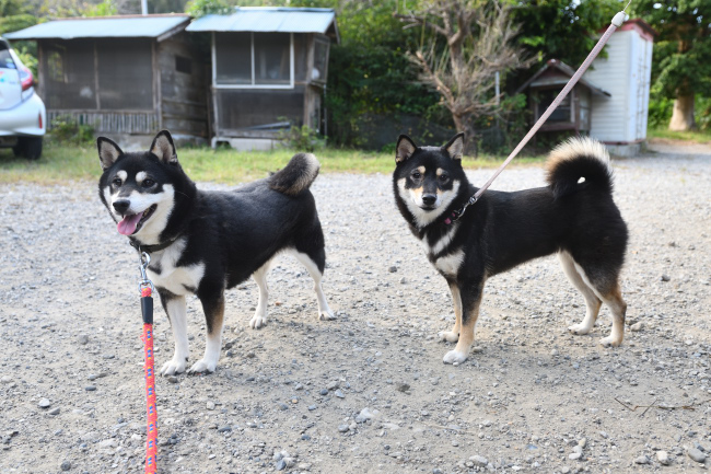 黒柴ウニちゃんとチコちゃん