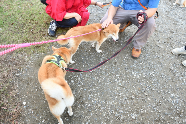赤丸ちゃんとムギの再会？