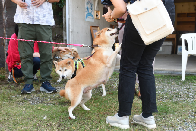 赤丸ちゃんとムギの再会？