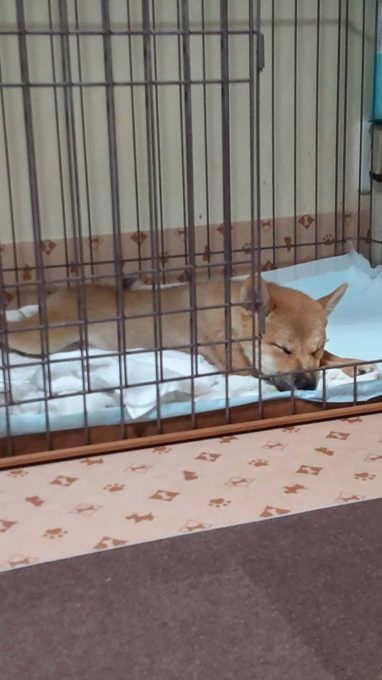 飼い主様から送っていただいた陸斗君の写真