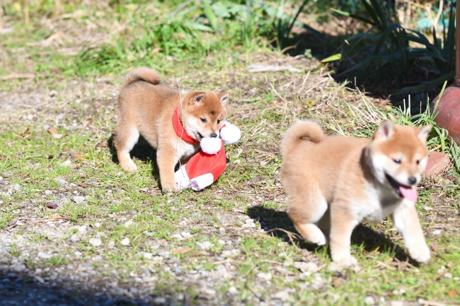 コスプレを楽しむ柴犬姉妹