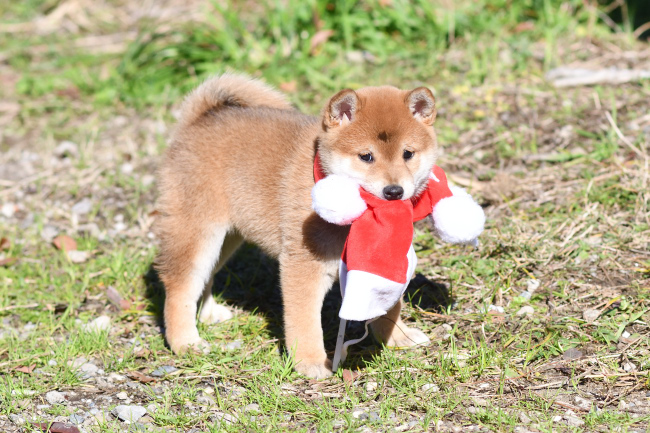 サンタのコスプレ柴犬てまりちゃん