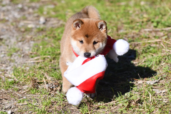 サンタのコスプレ柴犬てまりちゃん