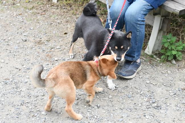 マリモと葉菜ちゃんとの戯れ