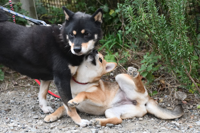 マリモと葉菜ちゃんとの戯れ