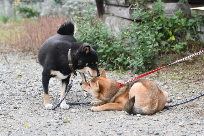 マリモと葉菜ちゃんとの戯れ