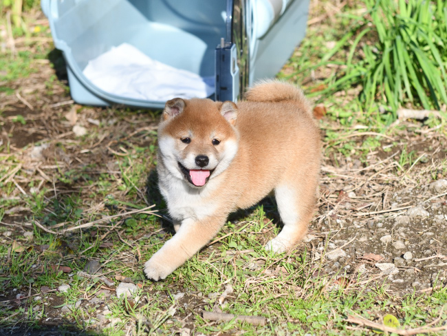 ご機嫌な柴犬の子犬