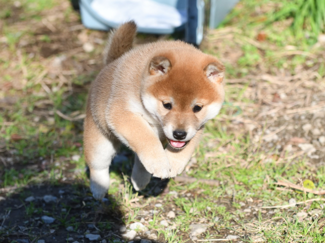 子犬が走り出す瞬間