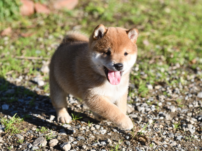 笑顔の柴犬の子犬
