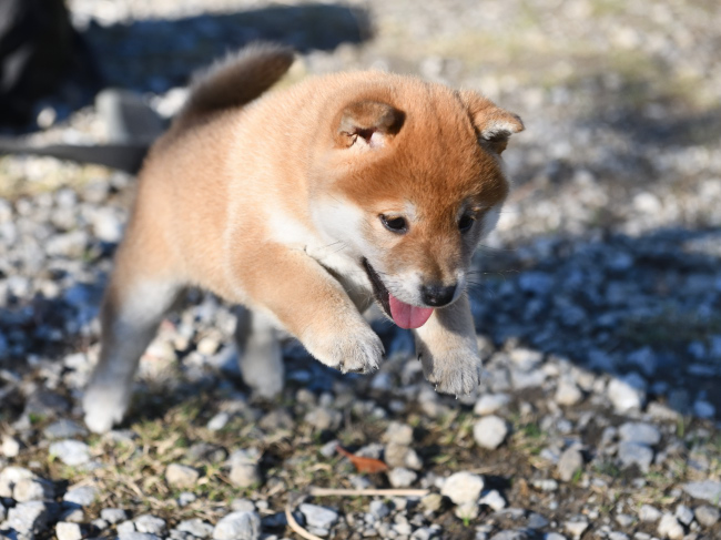 子犬が走り出す瞬間