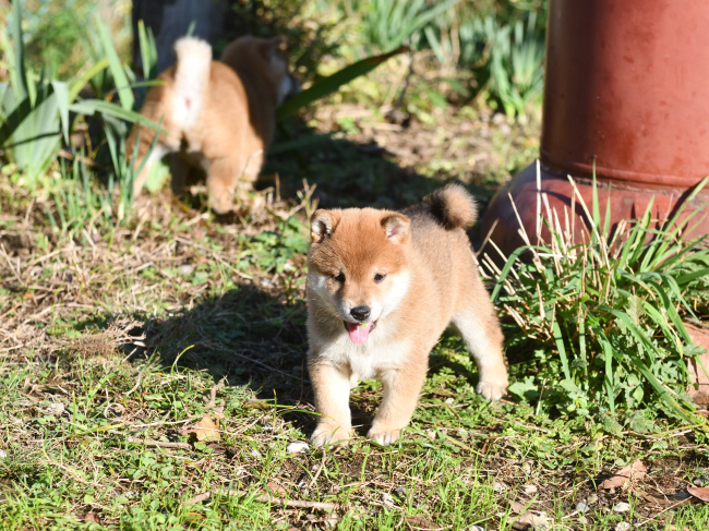 笑顔の柴犬の子犬