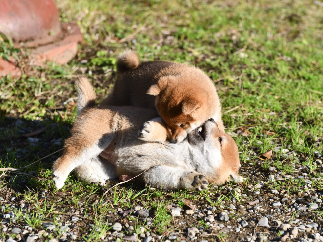 じゃれ合う柴犬の子犬