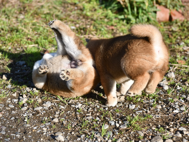 捕まる柴犬の子犬