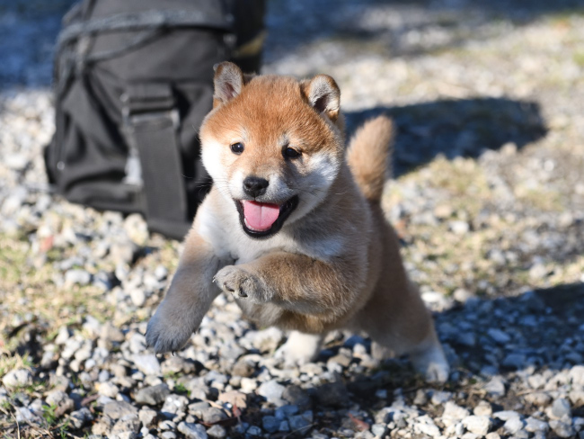 子犬が走り出す瞬間