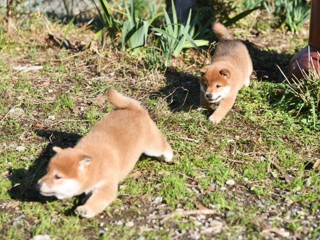 追いかけっこする柴犬の子犬たち