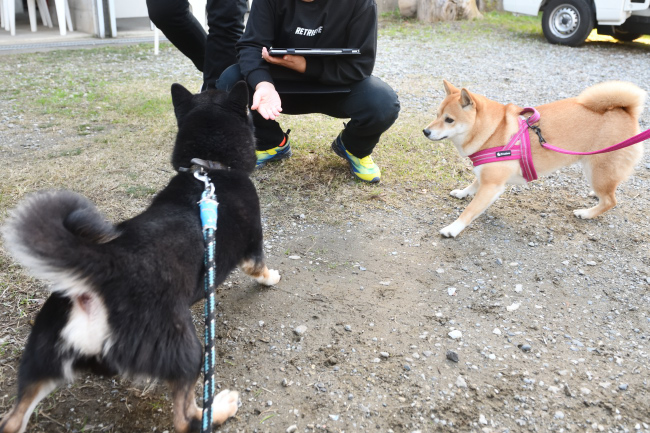 お父さんの黒柴二郎君とあおちゃん