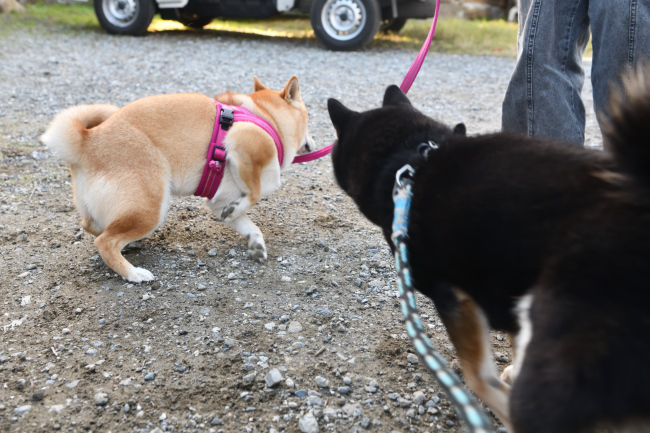 お父さんが近づくと全力で回避する娘のあおちゃん