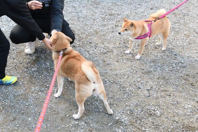 紅里お母さんとあおちゃんの再会