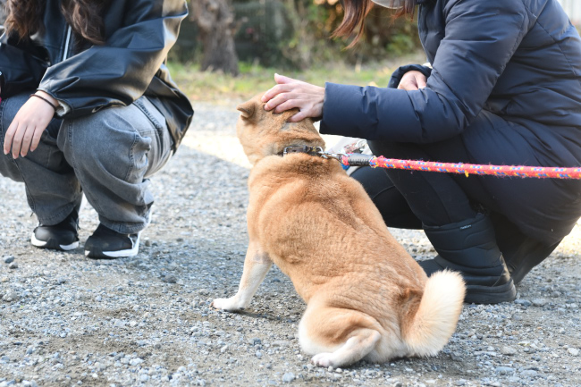 全力で歓待する柴犬紅里