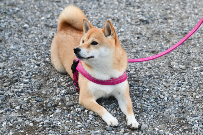 明後日の方向を見てる柴犬あおちゃん