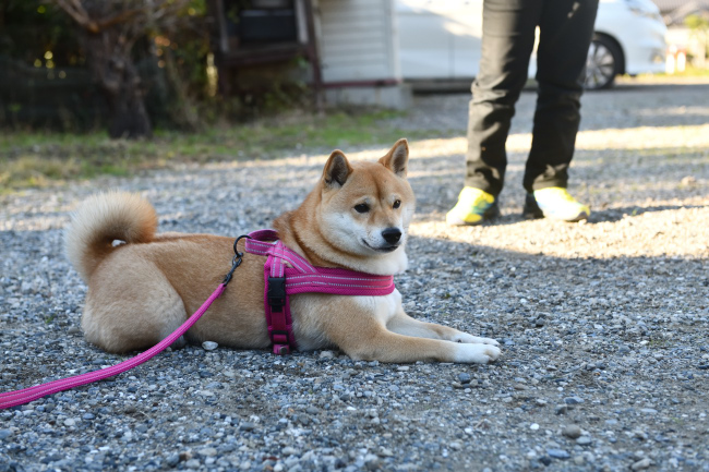 柴犬あおちゃん2歳