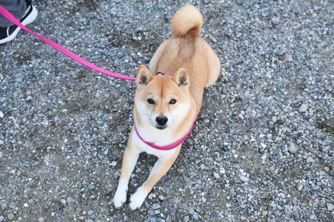 柴犬あおちゃん2歳