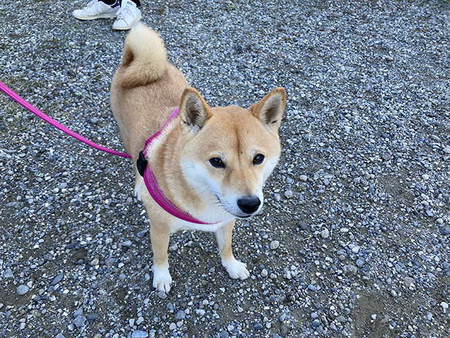 柴犬あおちゃん2歳