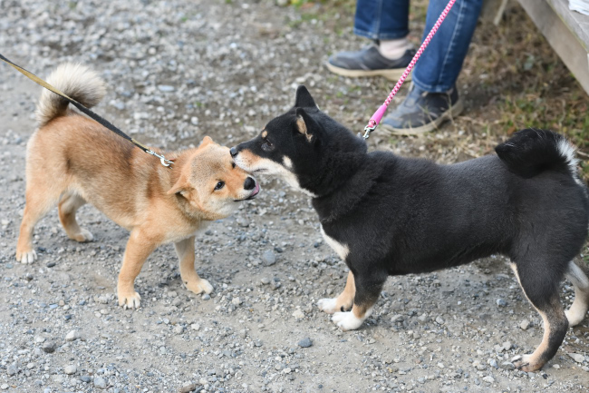 黒柴マリモとモモちゃんの再会