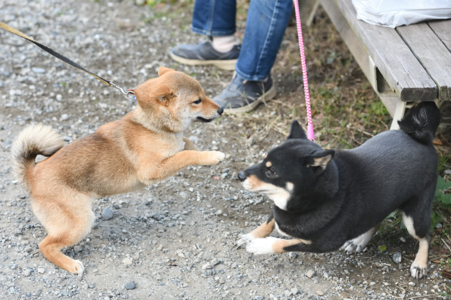 黒柴マリモとモモちゃんの再会