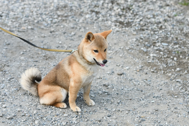 お座り柴犬モモちゃん