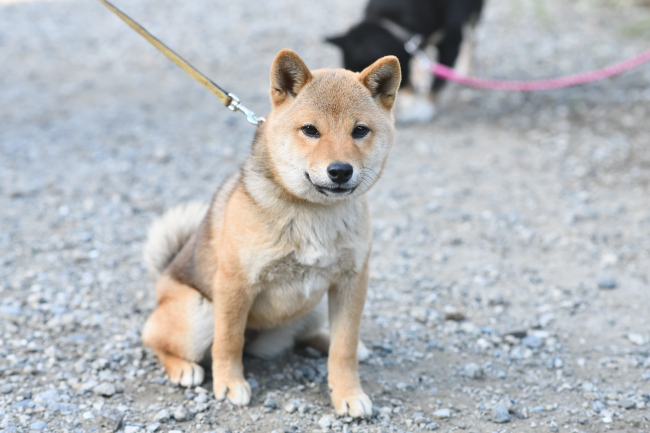 お座り柴犬モモちゃん