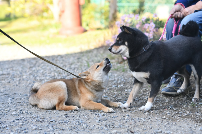 黒柴マリモとモモちゃんの再会