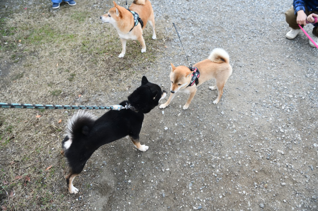 ベルちゃんのお父さんの黒柴二郎君