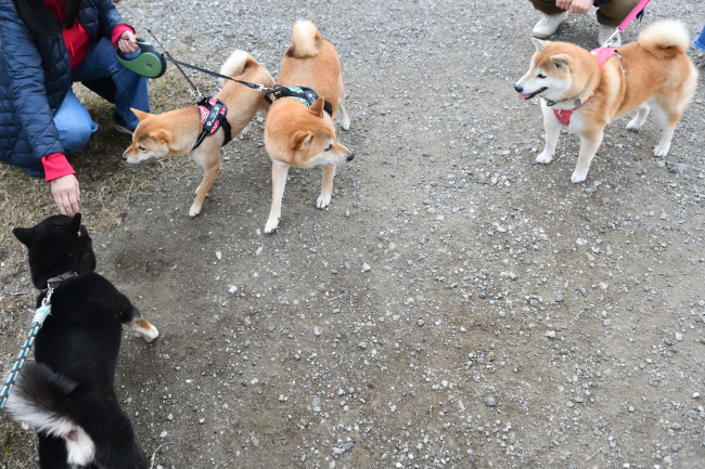 黒柴二郎君と柴犬たち