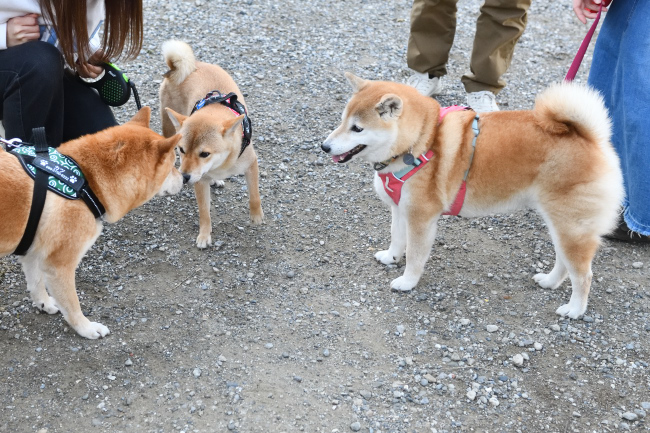 陽ちゃんとベルちゃん・カツ君