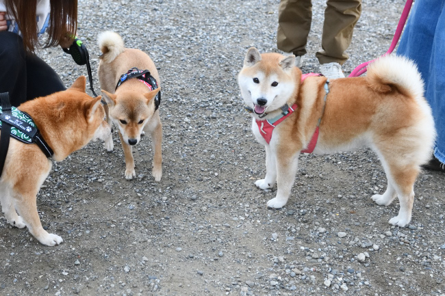 陽ちゃんとベルちゃん・カツ君