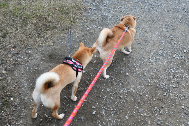 お母さんのお尻の匂いを嗅ぐベルちゃん