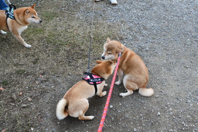 赤柴紅里とベルちゃんの再会
